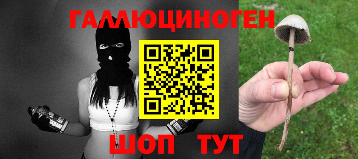 Псилоцибиновые грибы Psilocybe Тихорецк